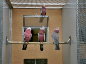 Odchovy-dokrmovanie Kakadu ružový